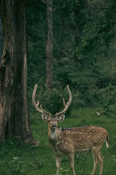 Wildlife Photography Ooty